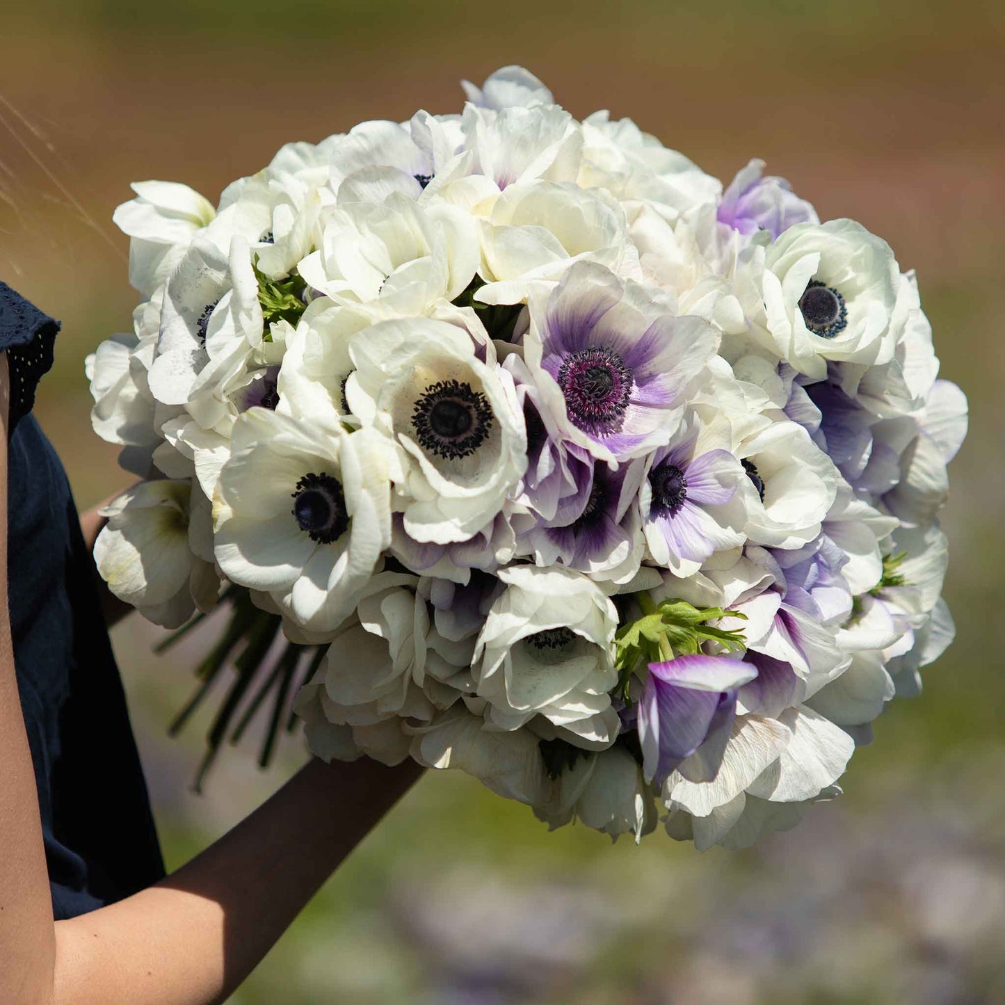 Eskimo Kiss Mix - Anemone Bulbs