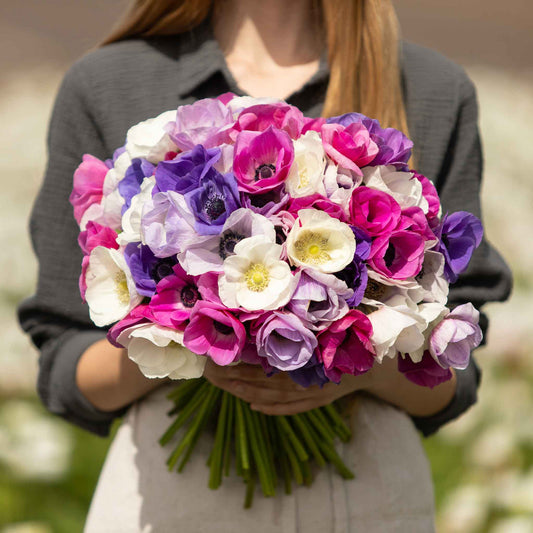 First Crush Mix - Anemone Bulbs