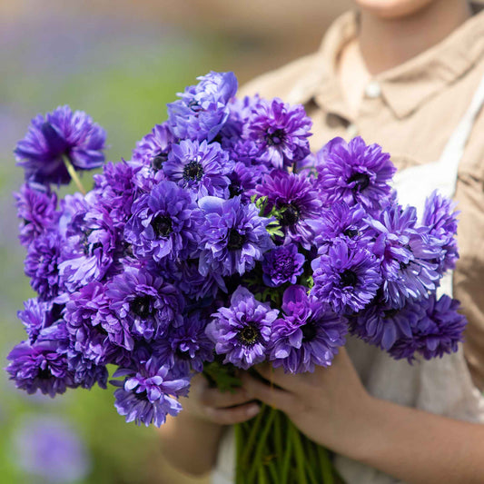 Fullstar Blue - Anemone Bulbs