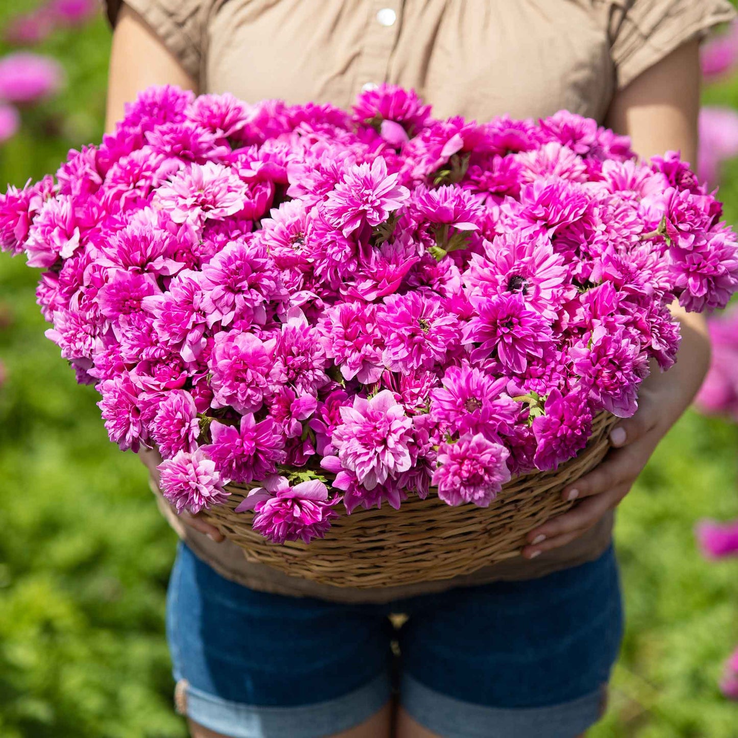 Fullstar Pink - Anemone Bulbs