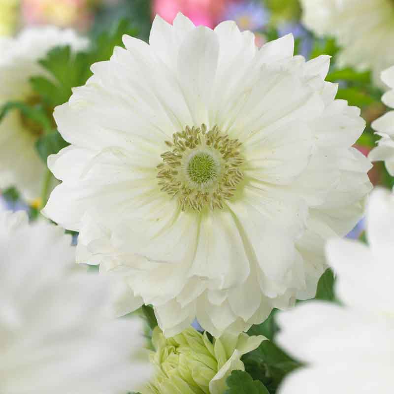 anemone fullstar white
