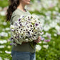 Pastel Blue - Anemone Bulbs