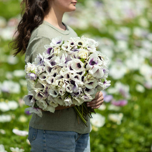 Pastel Blue - Anemone Bulbs
