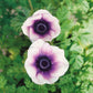 anemone pastel violet