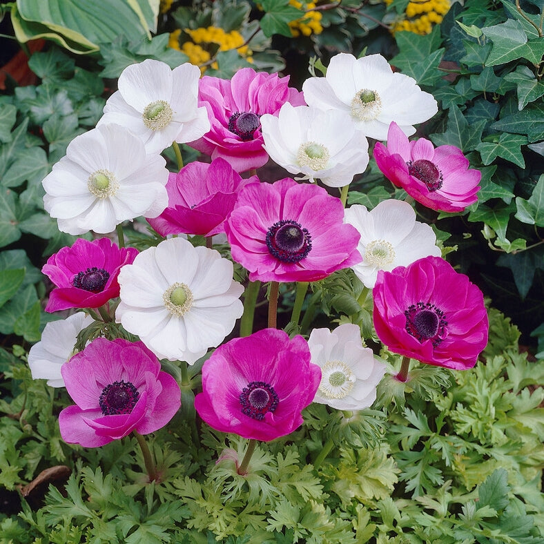 Pink & White Mix - Anemone Bulbs