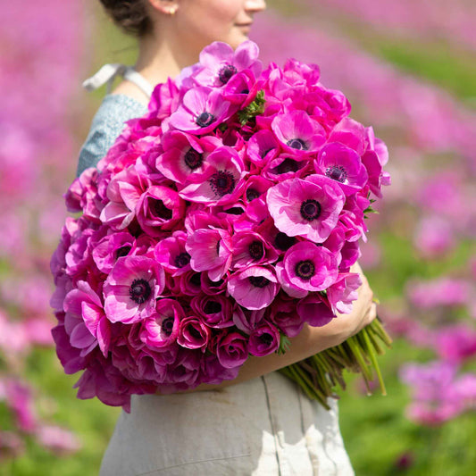 Pink - Anemone Bulbs