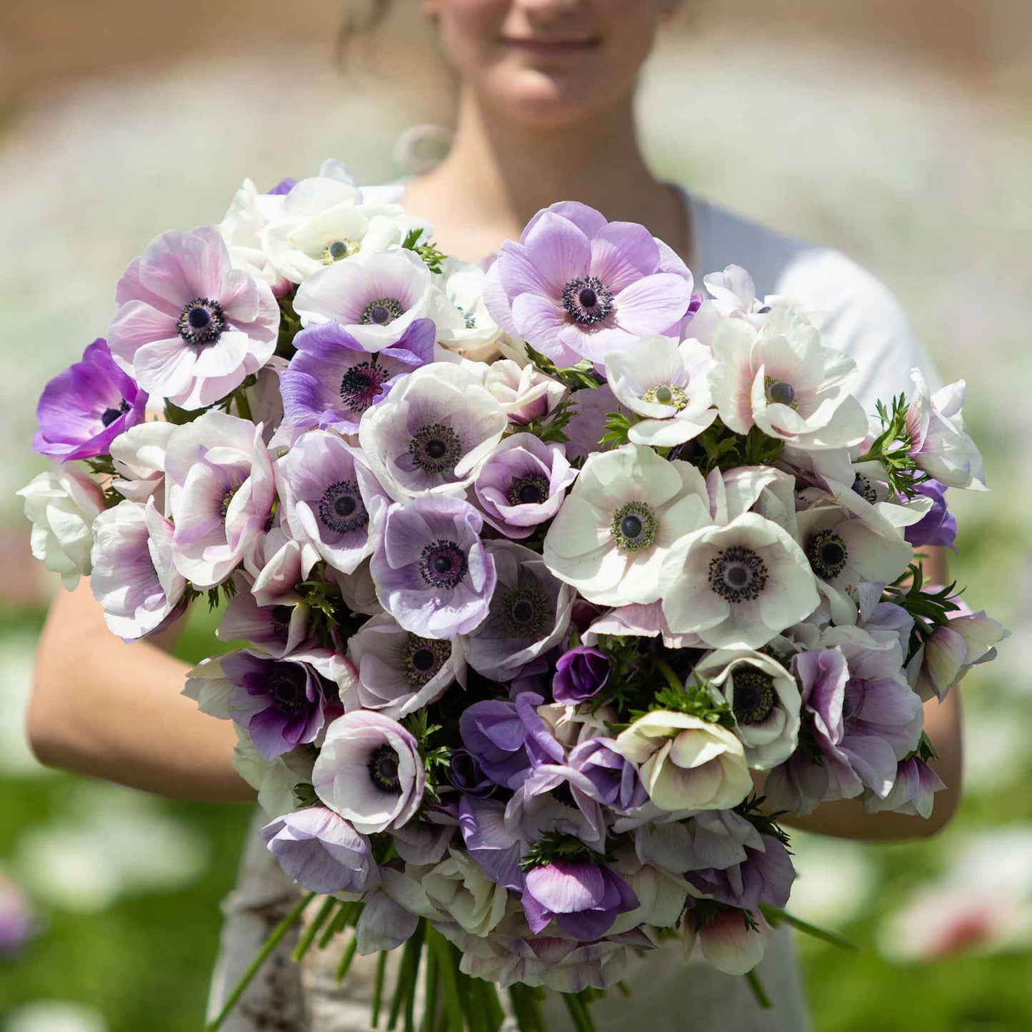 Rainbow Pastel Mix - Anemone Bulbs