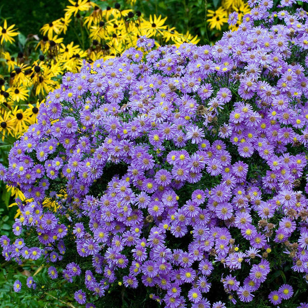 Aster Roots Purple Dome | Spring Flower Bulbs