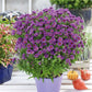 Purple Dome - Aster Roots