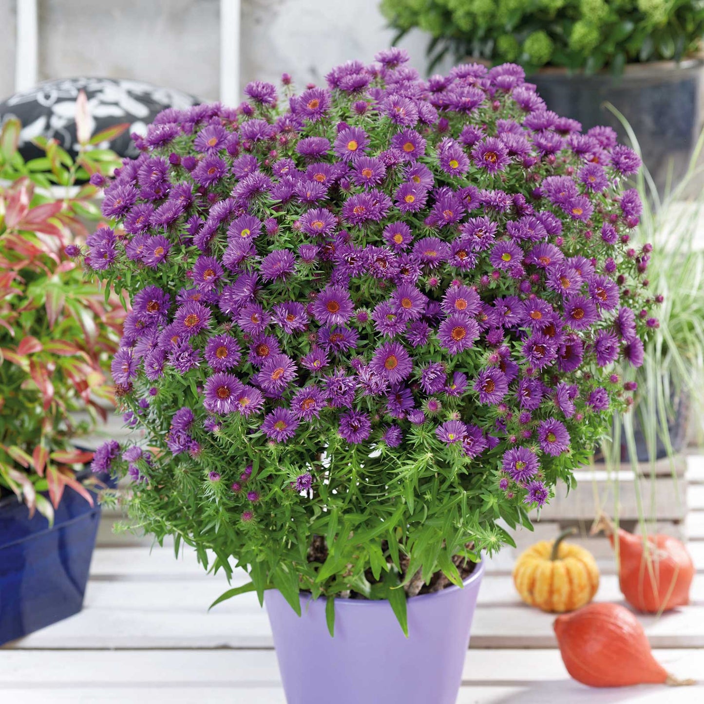 Purple Dome - Aster Roots
