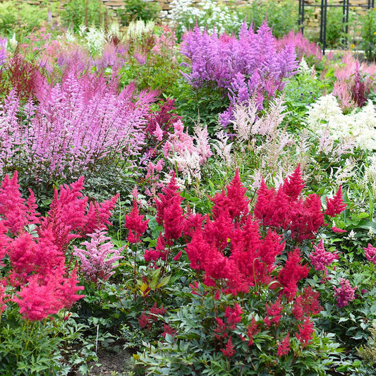 Mixed Colors - Astilbe Bulbs