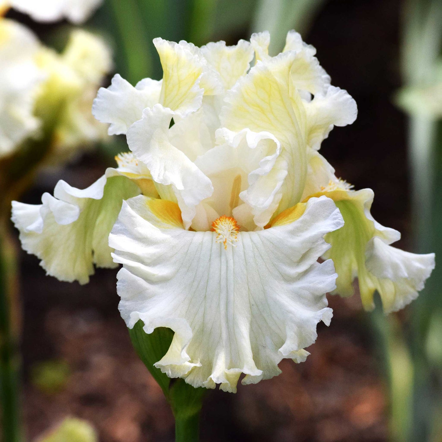 Antique Mix - Bearded Iris