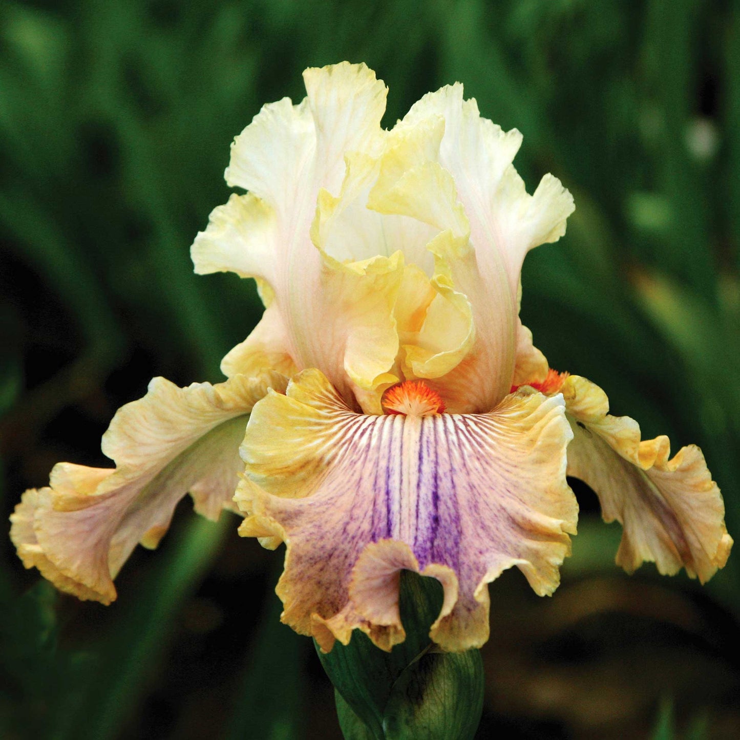 Antique Mix - Bearded Iris