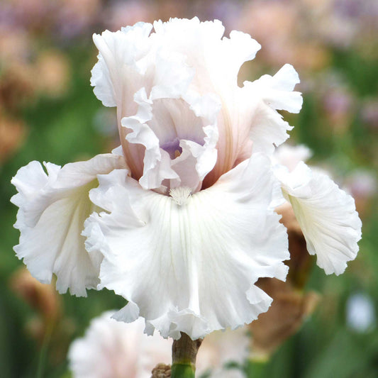Beauty Within - Bearded Iris