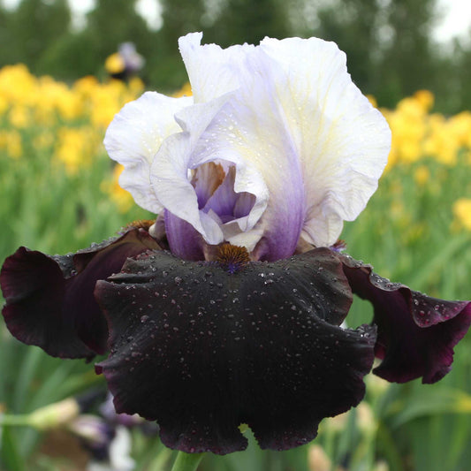 Better Together - Bearded Iris