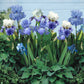 Blue Mix - Re-Blooming Bearded Iris