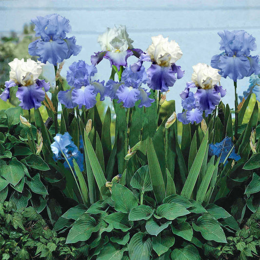 Blue Mix - Re-Blooming Bearded Iris