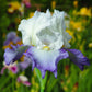 Blue Mix - Re-Blooming Bearded Iris