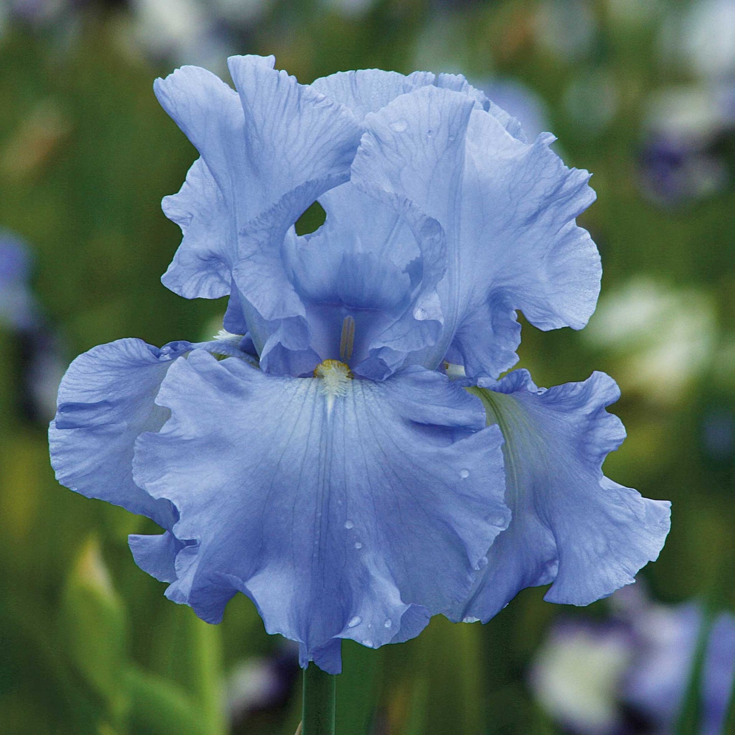 Blue Mix - Re-Blooming Bearded Iris