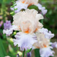 Celebration Song - Bearded Iris