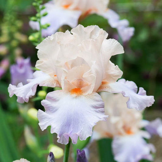 Celebration Song - Bearded Iris