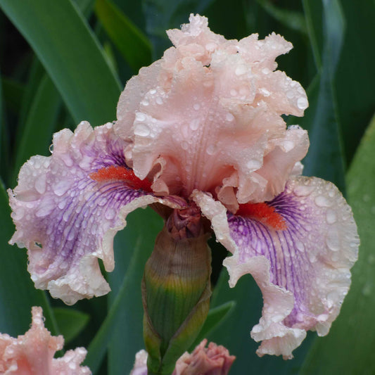 Center Line - Bearded Iris