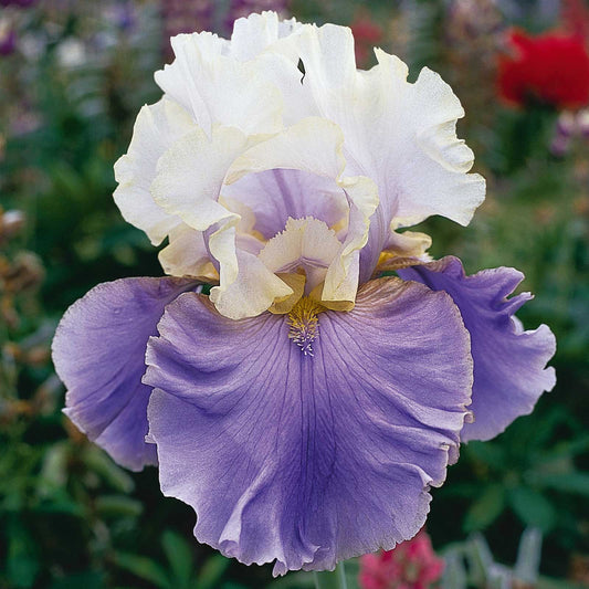 Dream of You - Bearded Iris