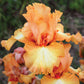 Great Balls of Fire - Bearded Iris