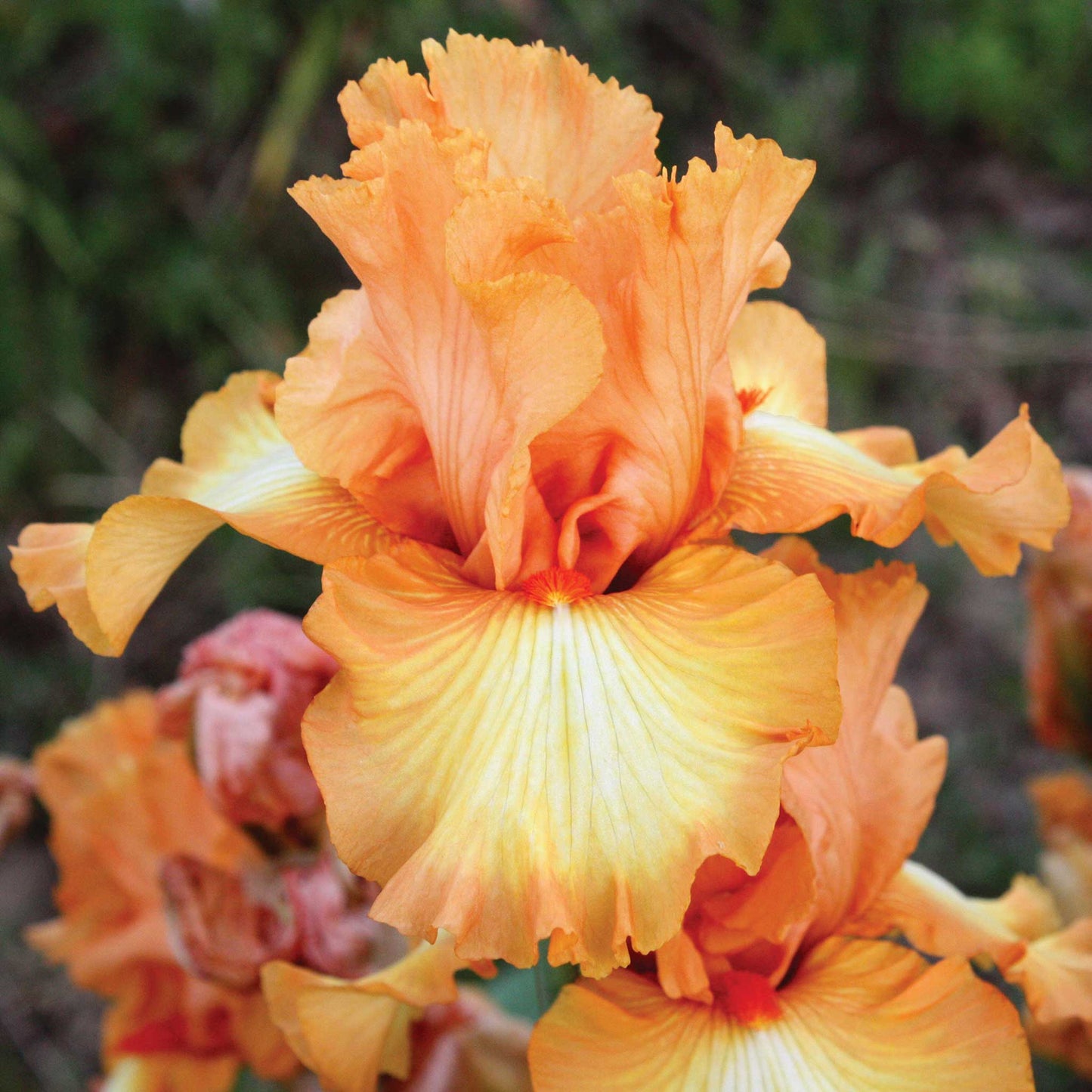 Great Balls of Fire - Bearded Iris