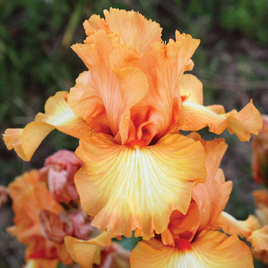 Great Balls of Fire - Bearded Iris