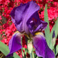 His Royal Highness - Re-Blooming Bearded Iris