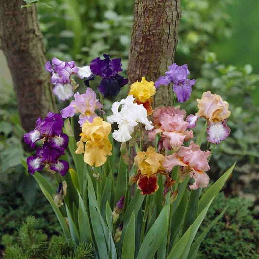Mixed Colors - Re-Blooming Bearded Iris