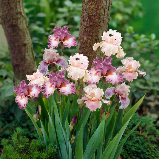 Pink Mix - Bearded Iris