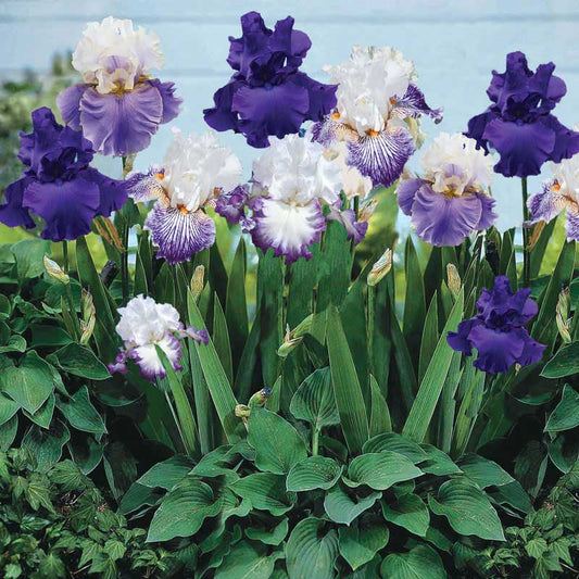 Purple Mix - Bearded Iris
