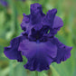Titan's Glory - Bearded Iris