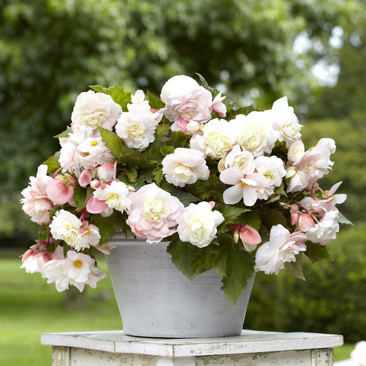 Angelique - Begonia Tubers