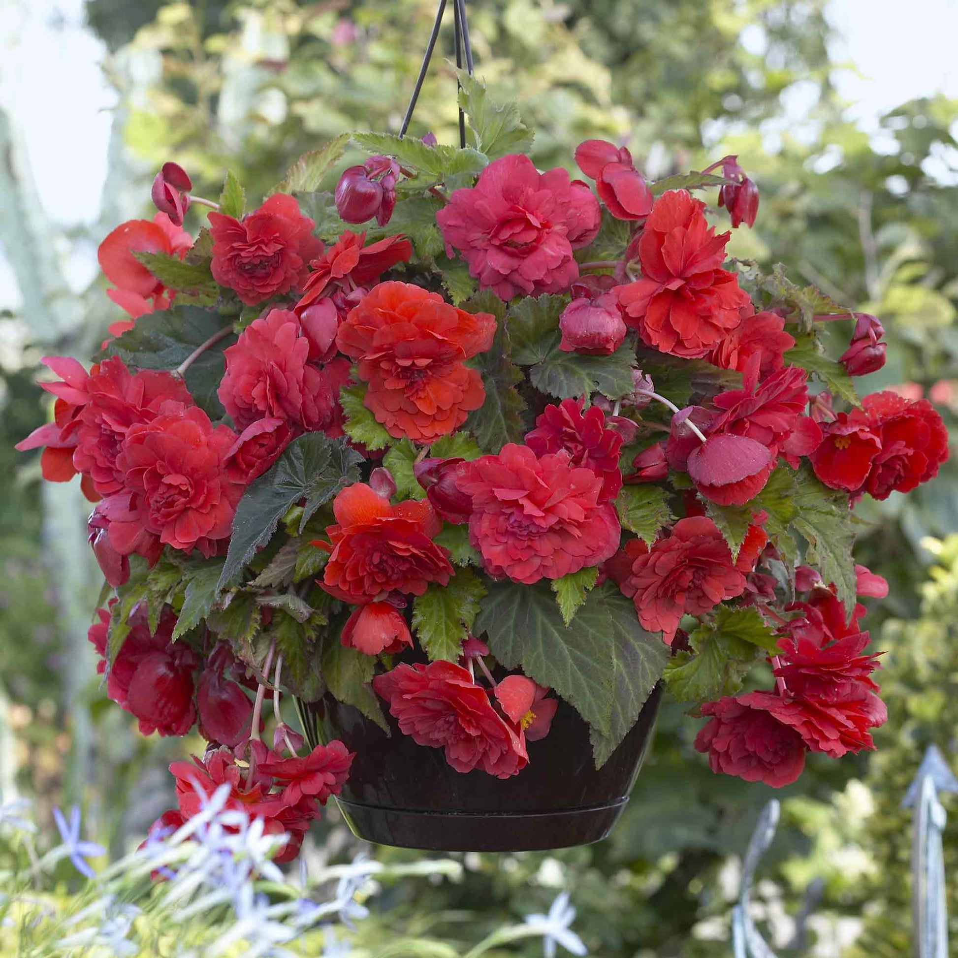 hanging plant bulbs Begonia Bulbs - Splendide Apricot | Spring Flower Bulbs