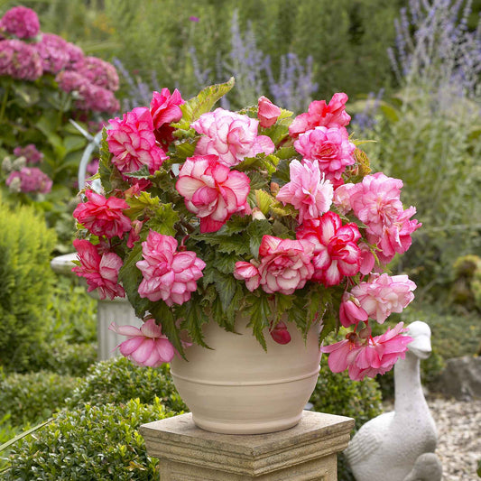 Pink Balcony - Begonia Tubers