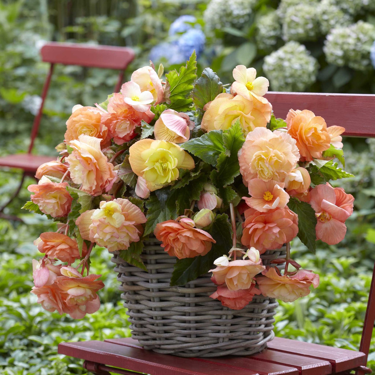 Splendide Ballerina - Begonia Tubers