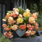 Splendide Ballerina - Begonia Tubers