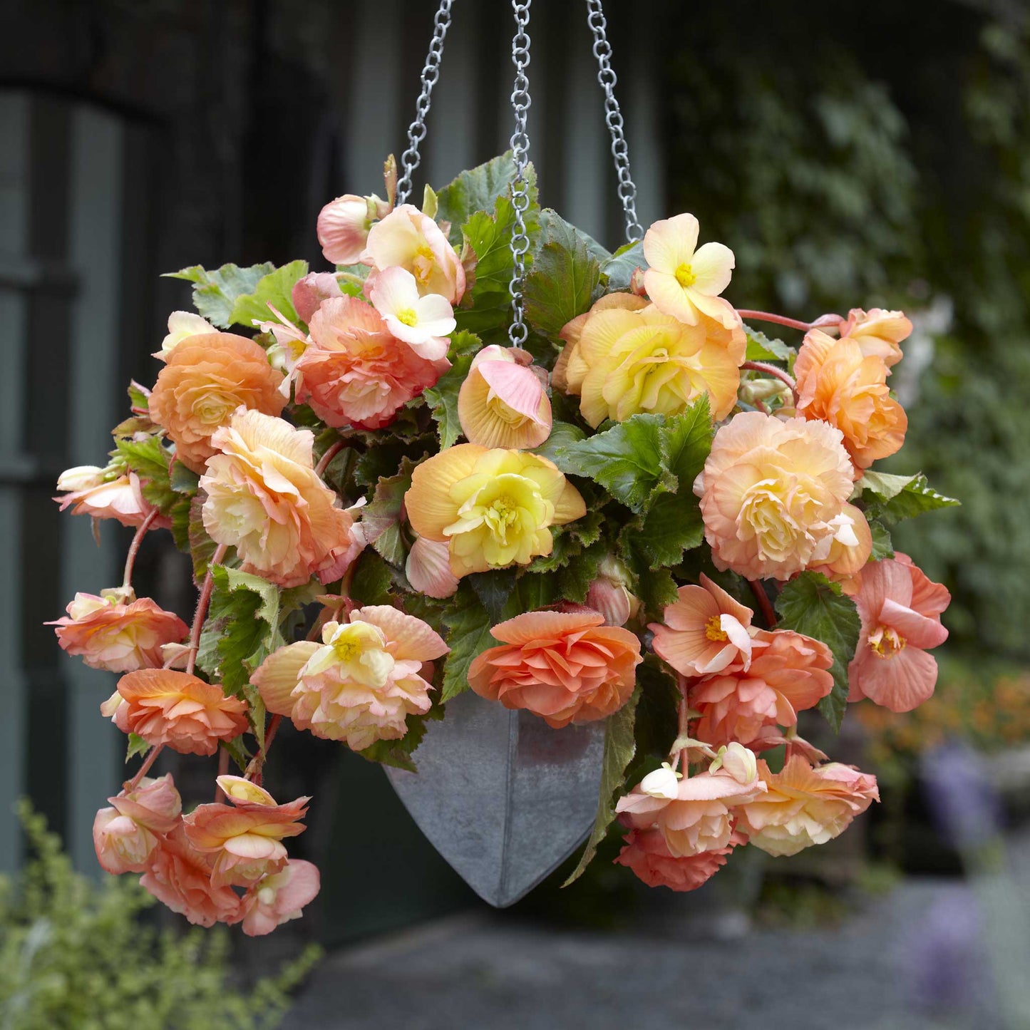 Splendide Ballerina - Begonia Tubers