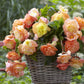 Splendide Ballerina - Begonia Tubers