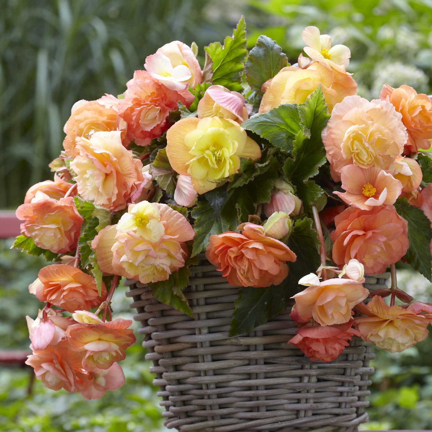 Splendide Ballerina - Begonia Tubers