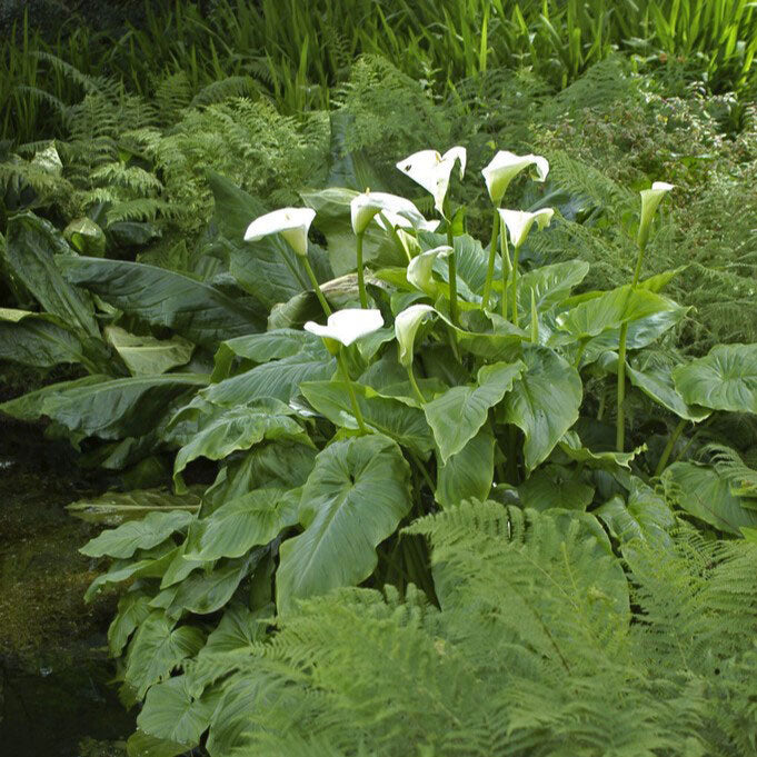 giant white calla lily bulbs for sale Aethiopica