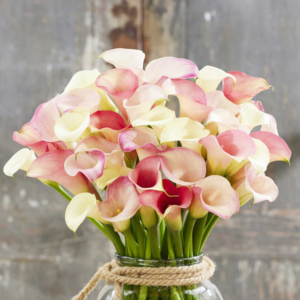 Calla Lily Bulbs - Romantic Mix | Spring Flower Bulbs