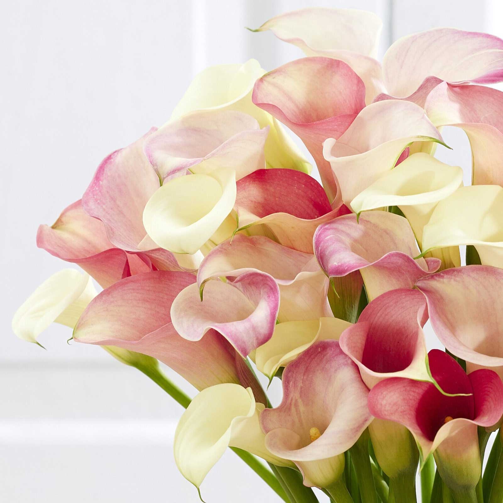 calla lily bulbs inside flower Calla Lily Bulbs - Romantic Mix | Spring Flower Bulbs