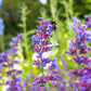 Six Hills Giant - Catmint Roots