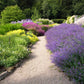 Six Hills Giant - Catmint Roots