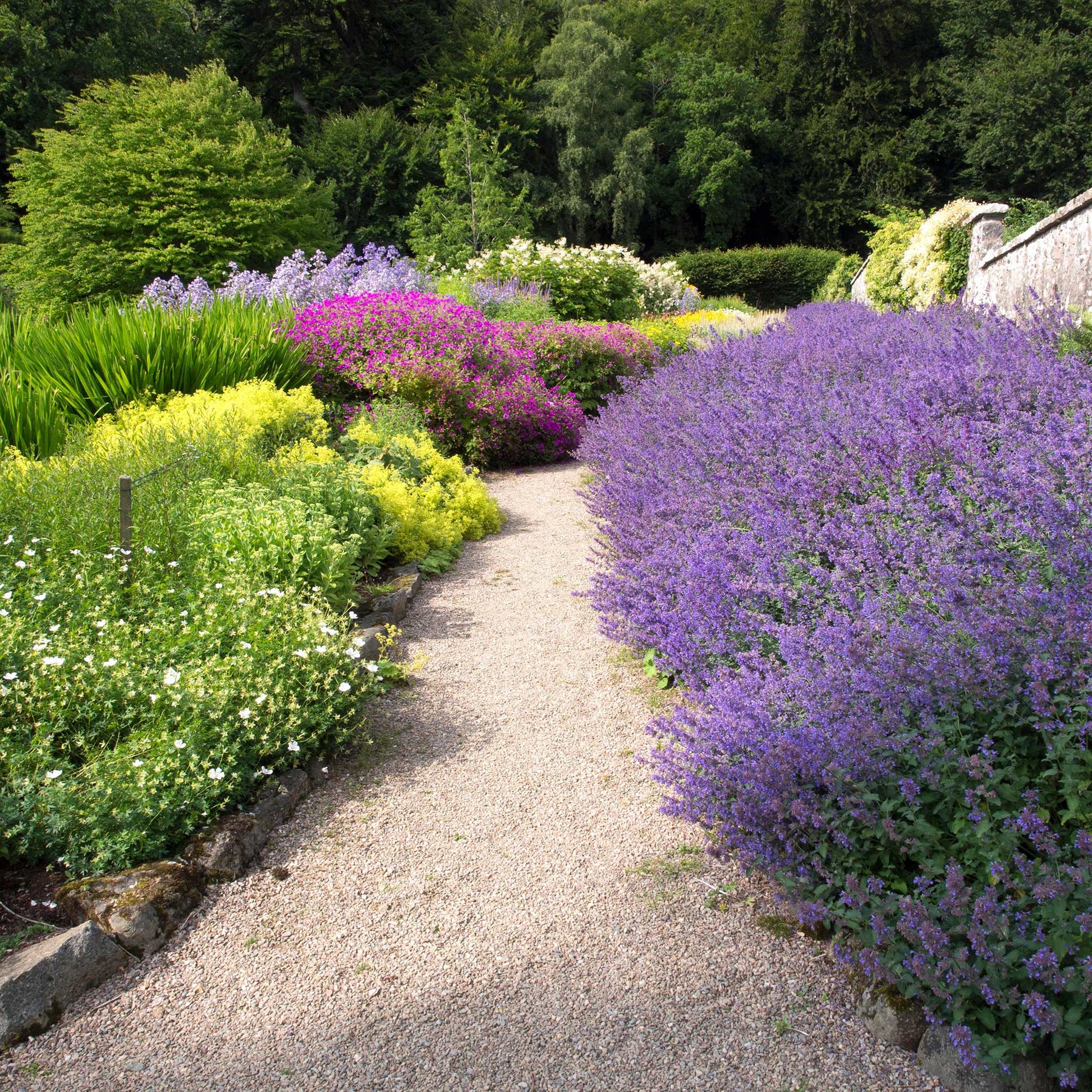 giant lavender plants Catmint Roots Six Hills Giant | Spring Flower Bulbs
