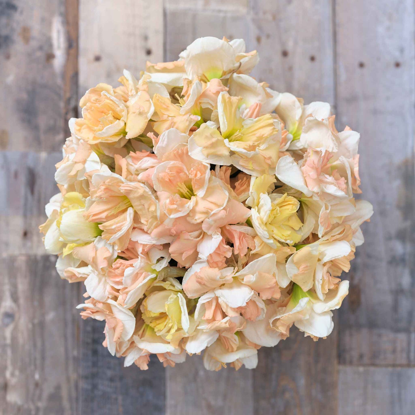 Apricot Whirl - Daffodil Bulbs (Butterfly)